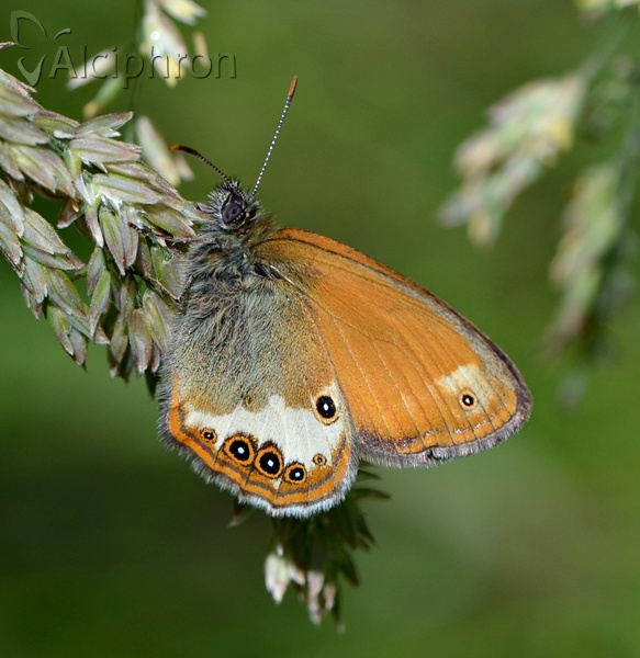 Coenonympha arcania