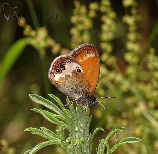 Coenonympha arcania
