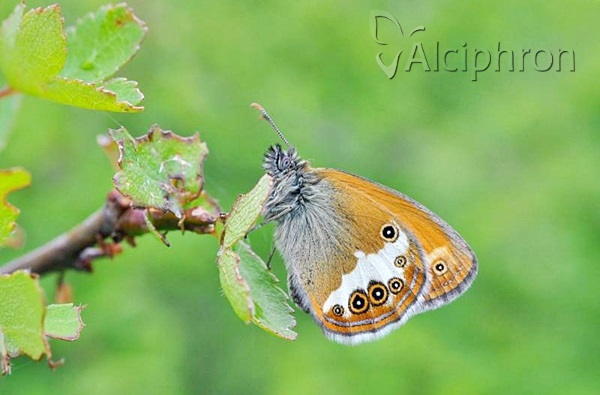 Coenonympha arcania