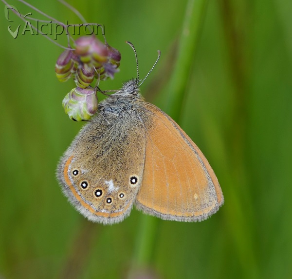 Coenonympha glycerion