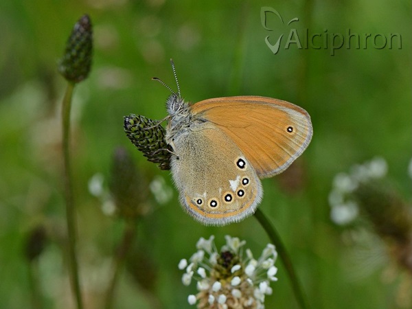 Coenonympha glycerion