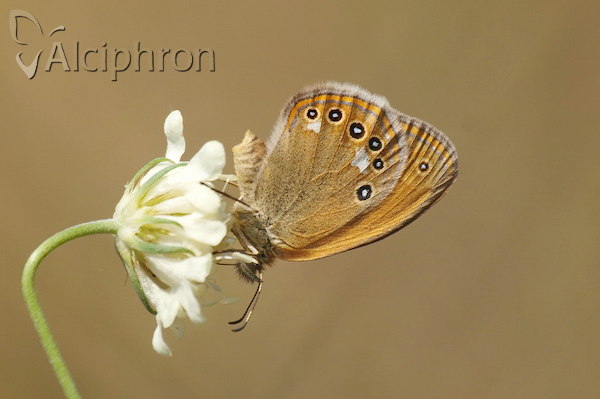 Coenonympha glycerion
