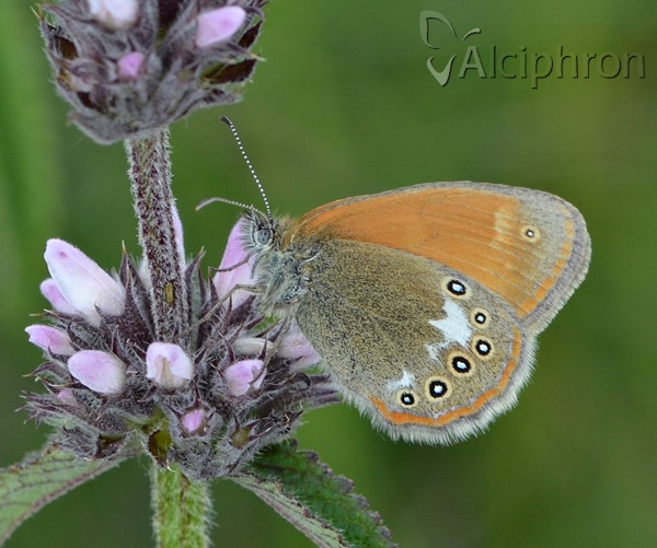 Coenonympha glycerion