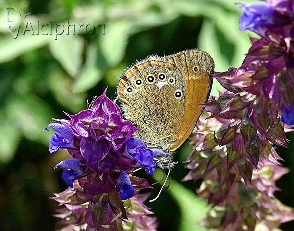 Coenonympha glycerion