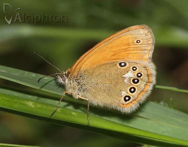 Coenonympha glycerion