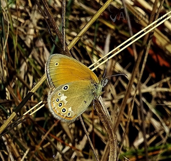 Coenonympha glycerion