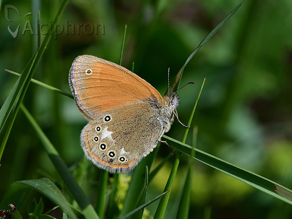 Coenonympha glycerion