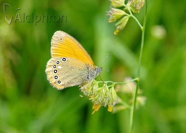 Coenonympha glycerion