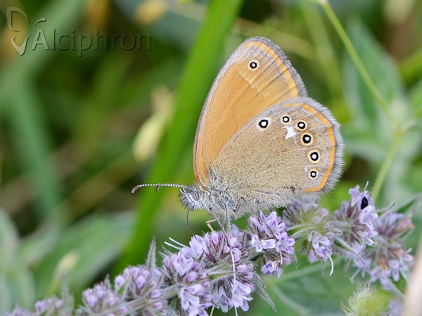Coenonympha glycerion