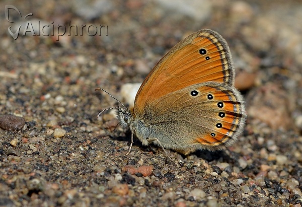 Coenonympha leander