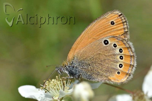 Coenonympha leander
