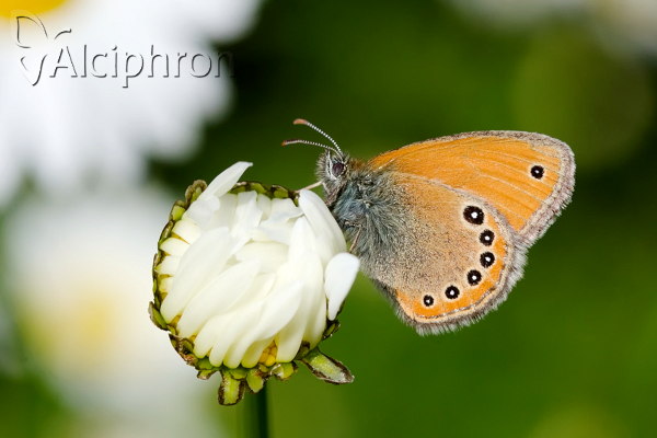 Coenonympha leander