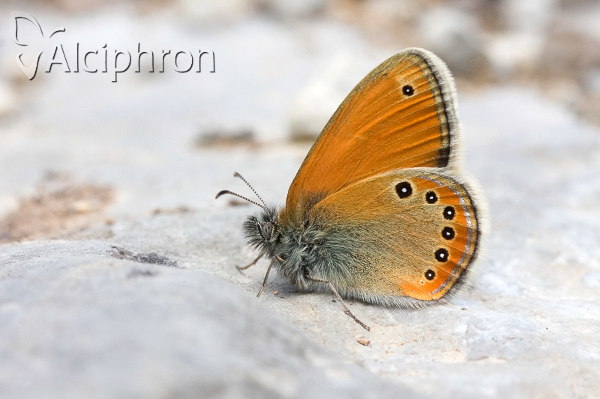 Coenonympha leander