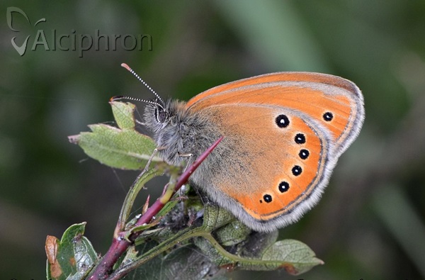 Coenonympha leander