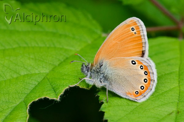 Coenonympha leander