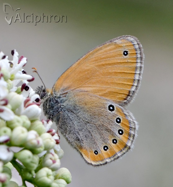 Coenonympha leander