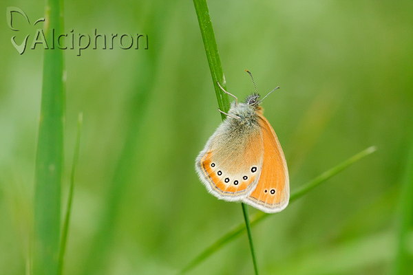Coenonympha leander