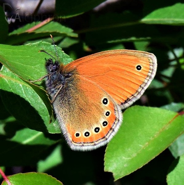 Coenonympha leander