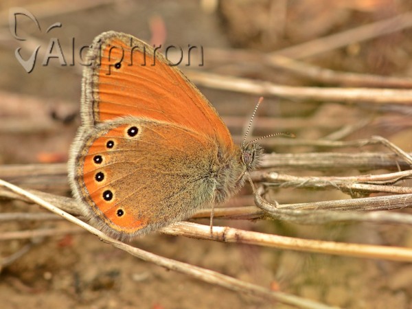 Coenonympha leander