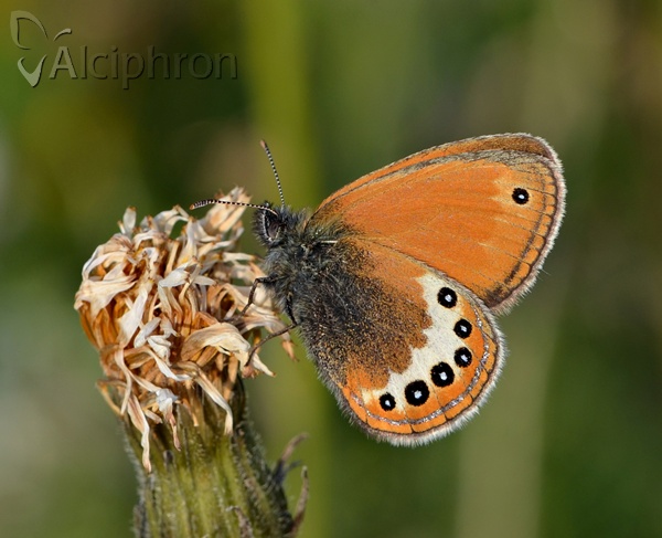 Coenonympha orientalis