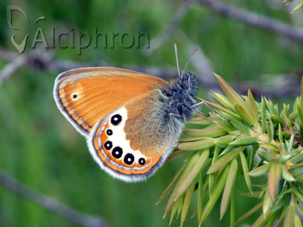 Coenonympha orientalis