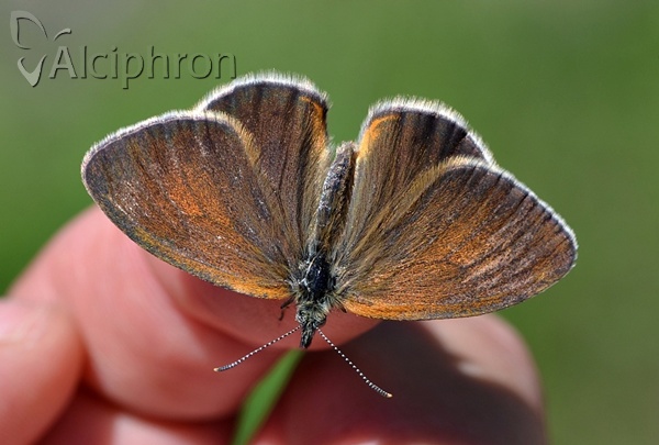 Coenonympha orientalis