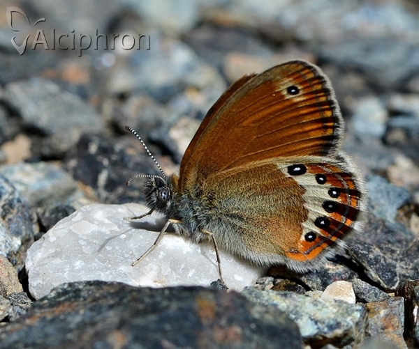 Coenonympha orientalis