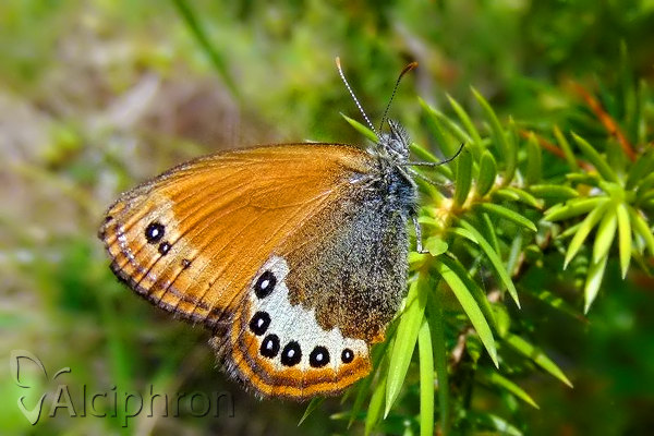 Coenonympha orientalis