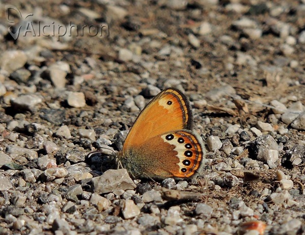 Coenonympha orientalis
