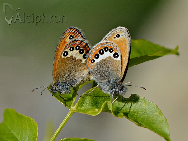 Coenonympha orientalis