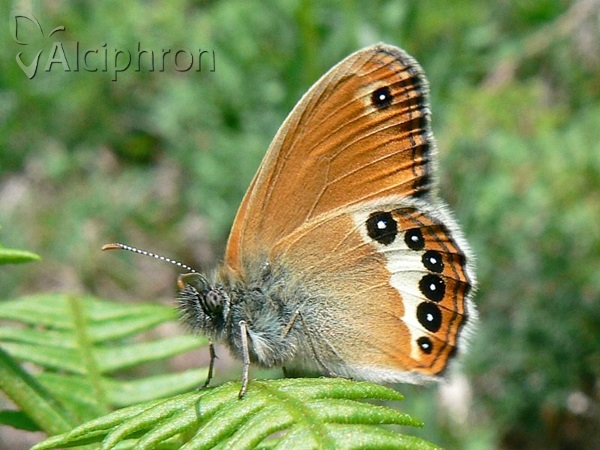 Coenonympha orientalis