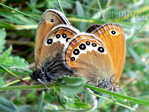 Coenonympha orientalis