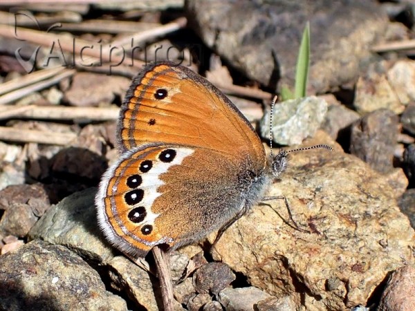Coenonympha orientalis