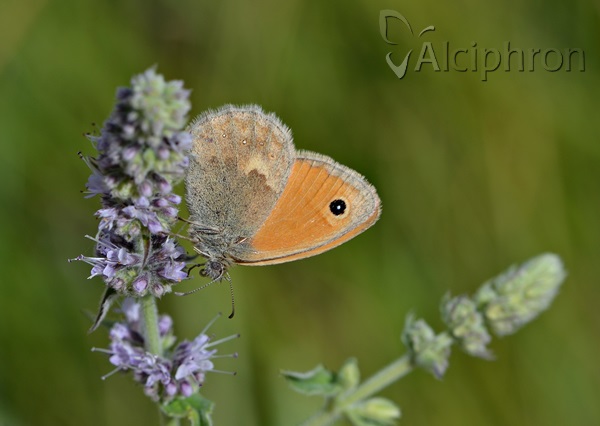 Coenonympha pamphilus