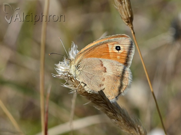 Coenonympha pamphilus