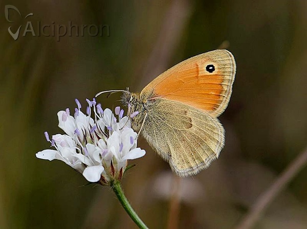 Coenonympha pamphilus