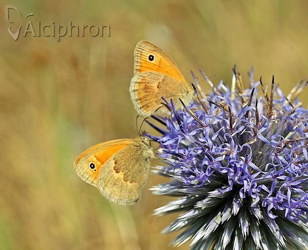 Coenonympha pamphilus