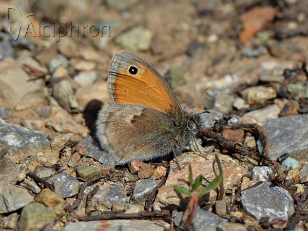Coenonympha pamphilus