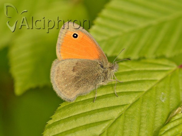Coenonympha pamphilus