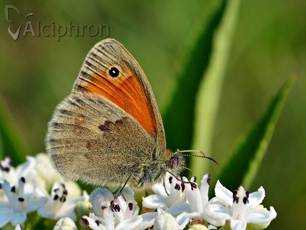 Coenonympha pamphilus