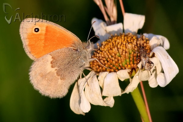 Coenonympha pamphilus