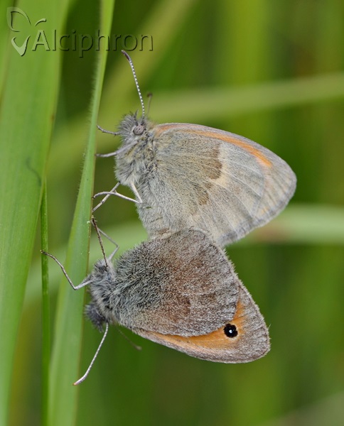 Coenonympha pamphilus