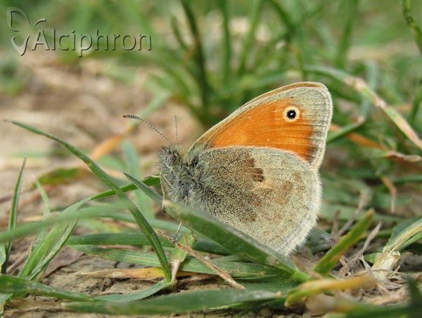 Coenonympha pamphilus
