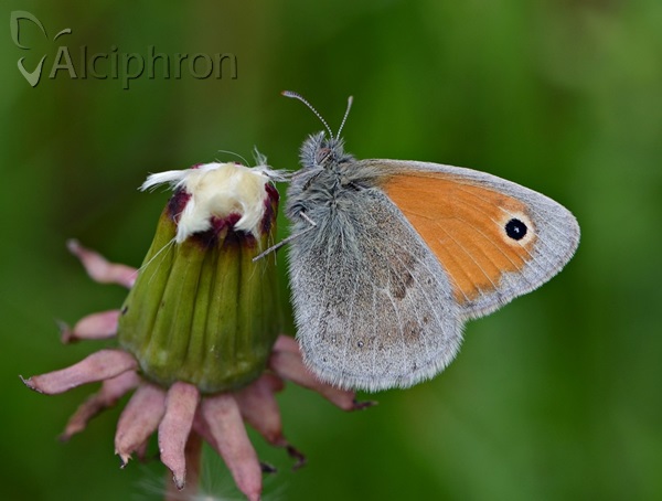 Coenonympha pamphilus