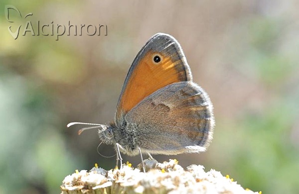 Coenonympha pamphilus