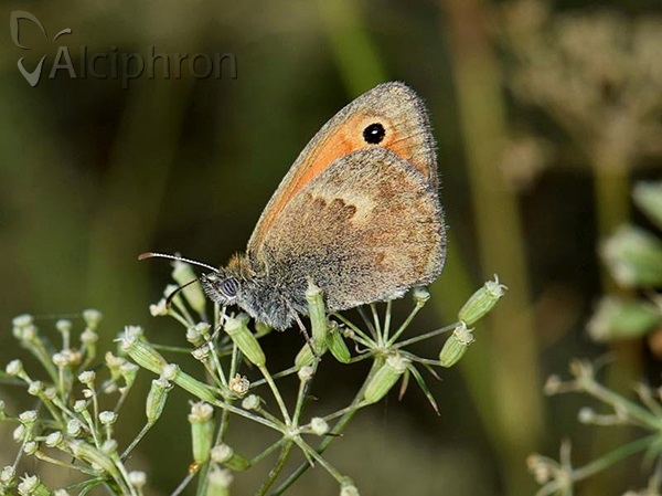 Coenonympha pamphilus