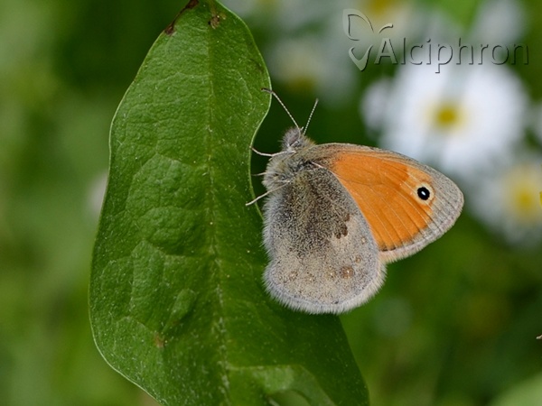 Coenonympha pamphilus