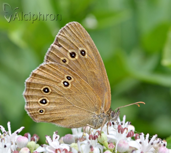 Aphantopus hyperantus