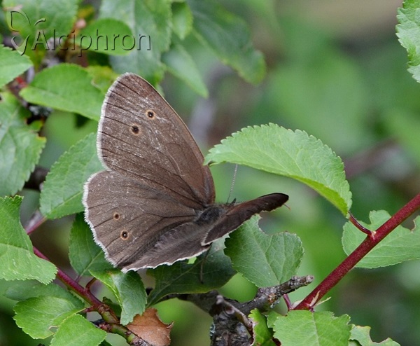 Aphantopus hyperantus