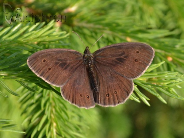 Aphantopus hyperantus